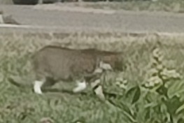 Ontdekkingsalarm Kat Onbekend Perrigny Frankrijk