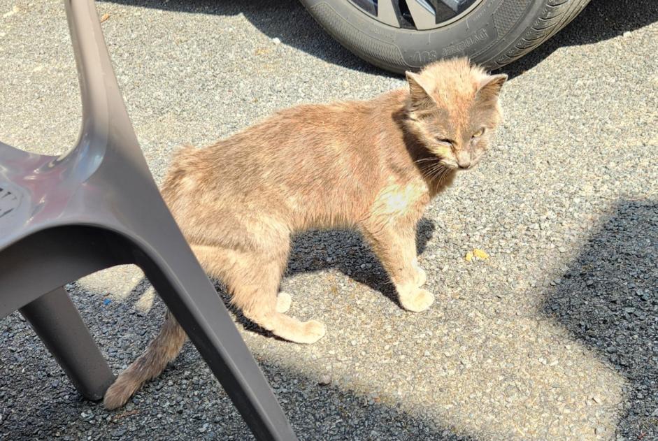 Ontdekkingsalarm Kat Vrouwtje Legé Frankrijk