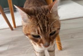 Ontdekkingsalarm Kat Onbekend Fontainebleau Frankrijk