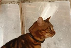Ontdekkingsalarm Kat  Onbekend Gaillan-en-Médoc Frankrijk