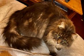 Verdwijningsalarm Kat  Vrouwtje , 4 jaar Vougy Frankrijk