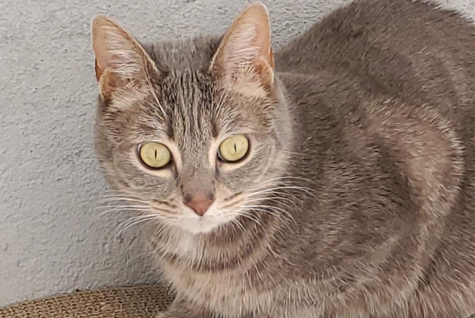Alerta desaparecimento Gato  Fêmea , 8 anos Puiseaux France
