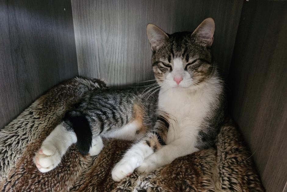 Alerta desaparecimento Gato Macho , 1 anos Saint-Alban France