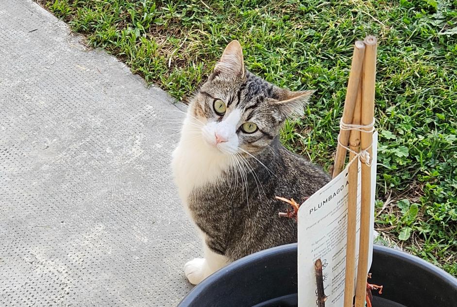 Alerta desaparecimento Gato Macho , 1 anos Saint-Alban France