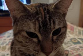 Alerta desaparecimento Gato Fêmea , 1 anos Bayonne France