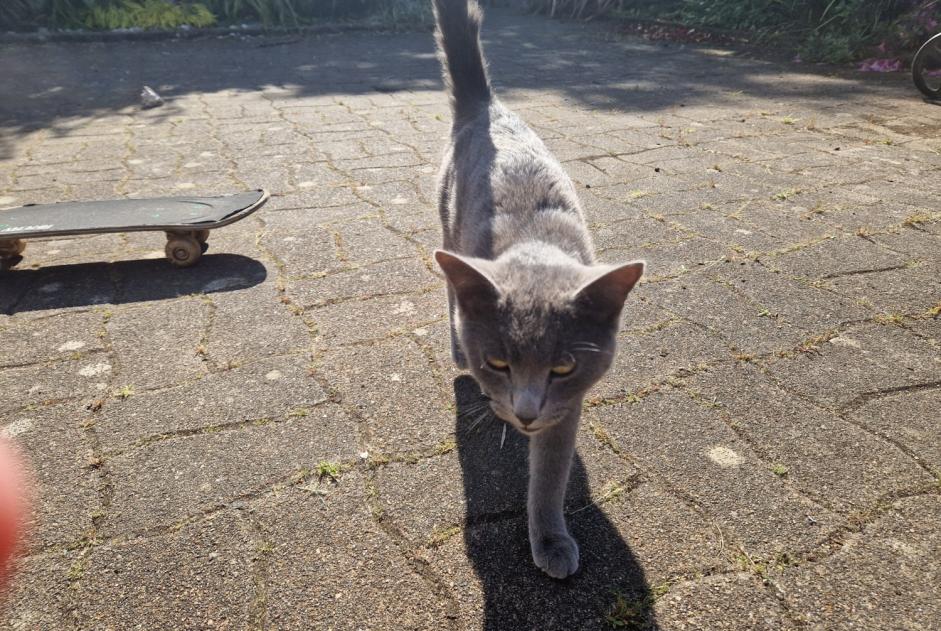 Alerta descoberta Gato Macho , 1 ano Plobannalec-Lesconil France