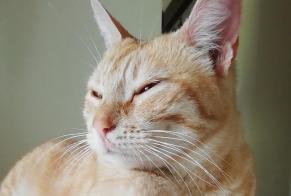 Alerta descoberta Gato cruzamento  Fêmea Torsac France