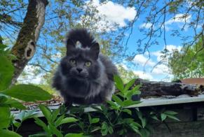 Alerta descoberta Gato cruzamento  Fêmea Vouillé France