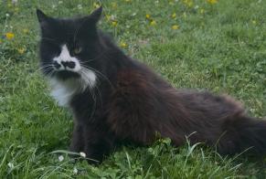 Alerta descoberta Gato Fêmea Noyen-sur-Sarthe France
