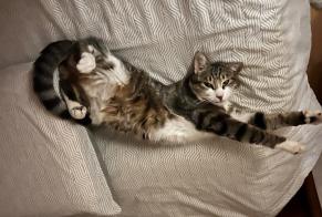 Alerta descoberta Gato Fêmea Louhans France