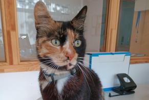 Alerta descoberta Gato Desconhecido Valence France