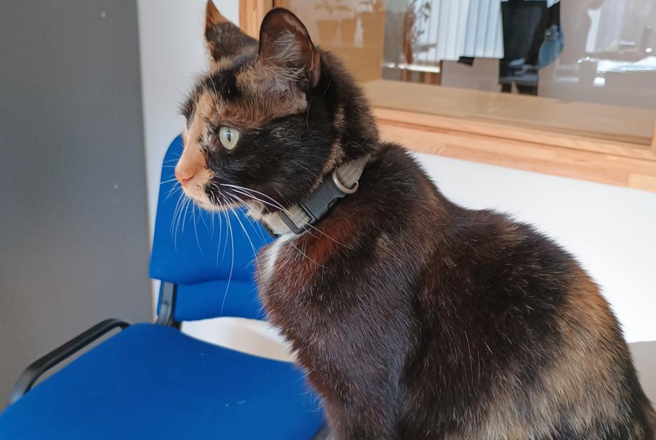 Alerta descoberta Gato Desconhecido Valence France