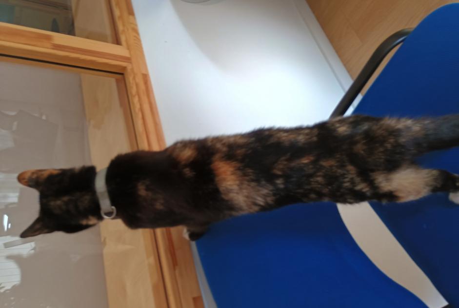 Alerta descoberta Gato Desconhecido Valence France