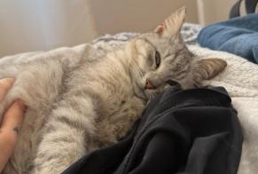 Alerta descoberta Gato   Fêmea Amiens France