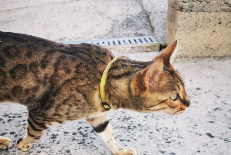 Alerta descoberta Gato  Fêmea Vaux-le-Pénil France