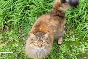 Alerta desaparecimento Gato Fêmea , 13 anos Lanildut France