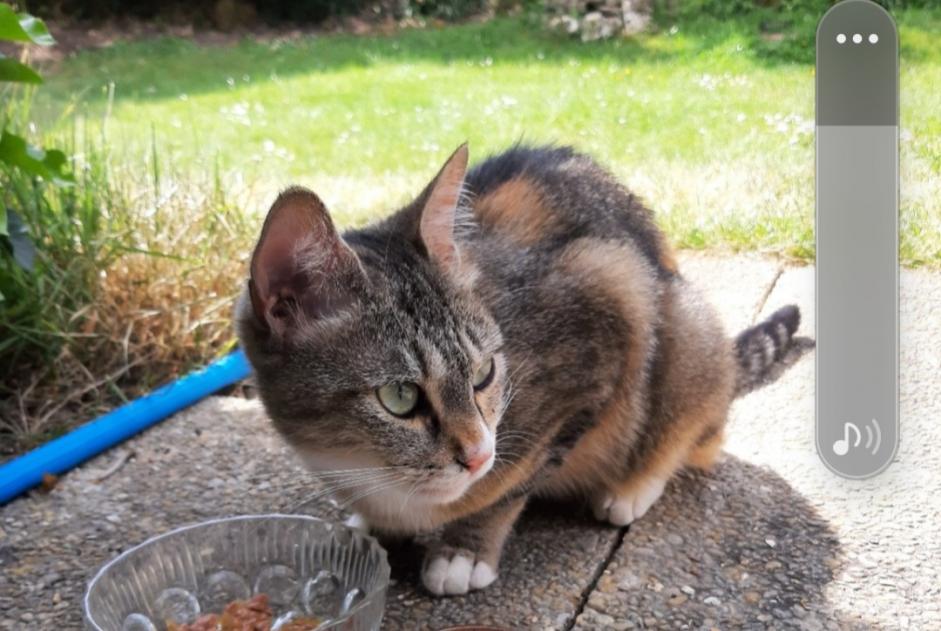 Alerta descoberta Gato Fêmea , 1 ano Dourdan France