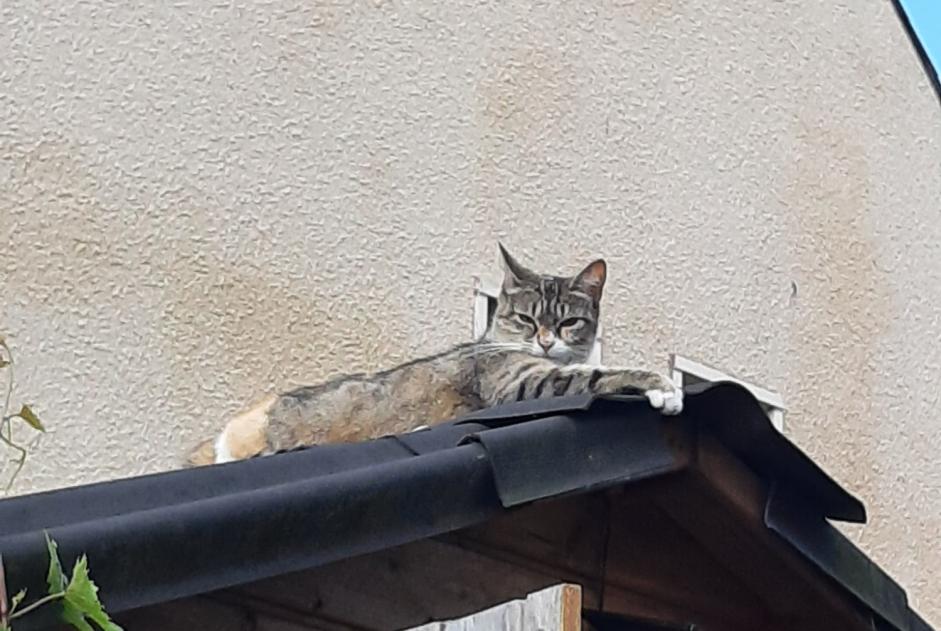 Alerta descoberta Gato Fêmea , 1 ano Dourdan France