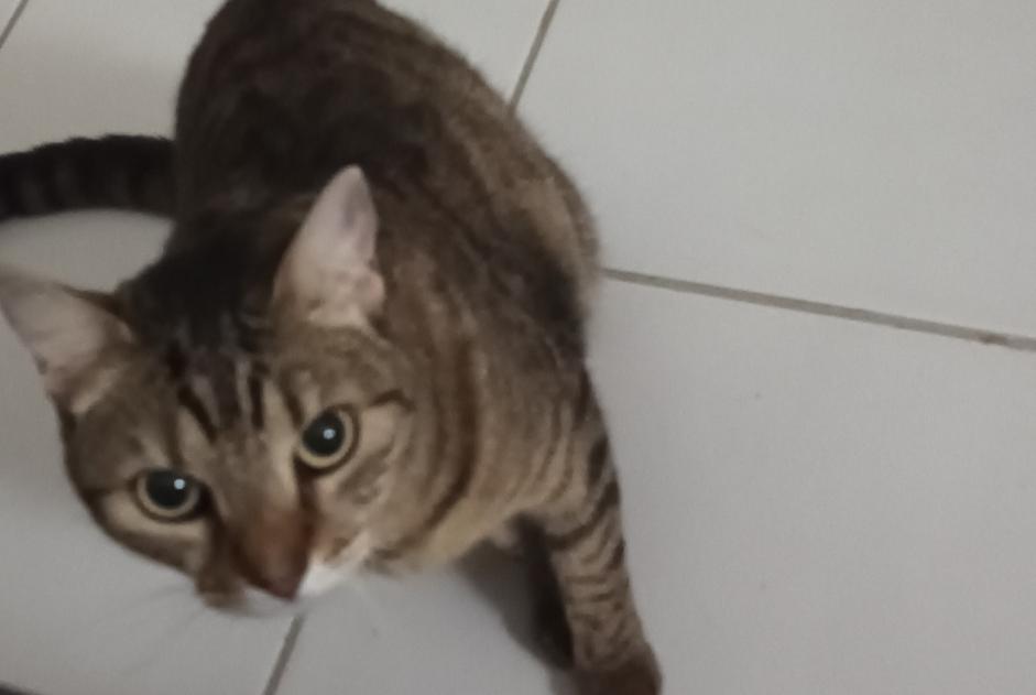 Alerta desaparecimento Gato  Fêmea , 7 anos Toulouse France