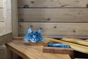 Alerta desaparecimento Gato  Macho , 3 anos Pertuis France