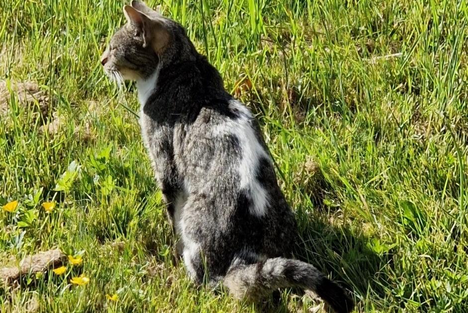 Alerta descoberta Gato Desconhecido Bannost-Villegagnon France