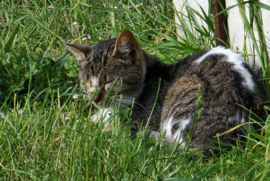 Alerta descoberta Gato Desconhecido Bannost-Villegagnon France