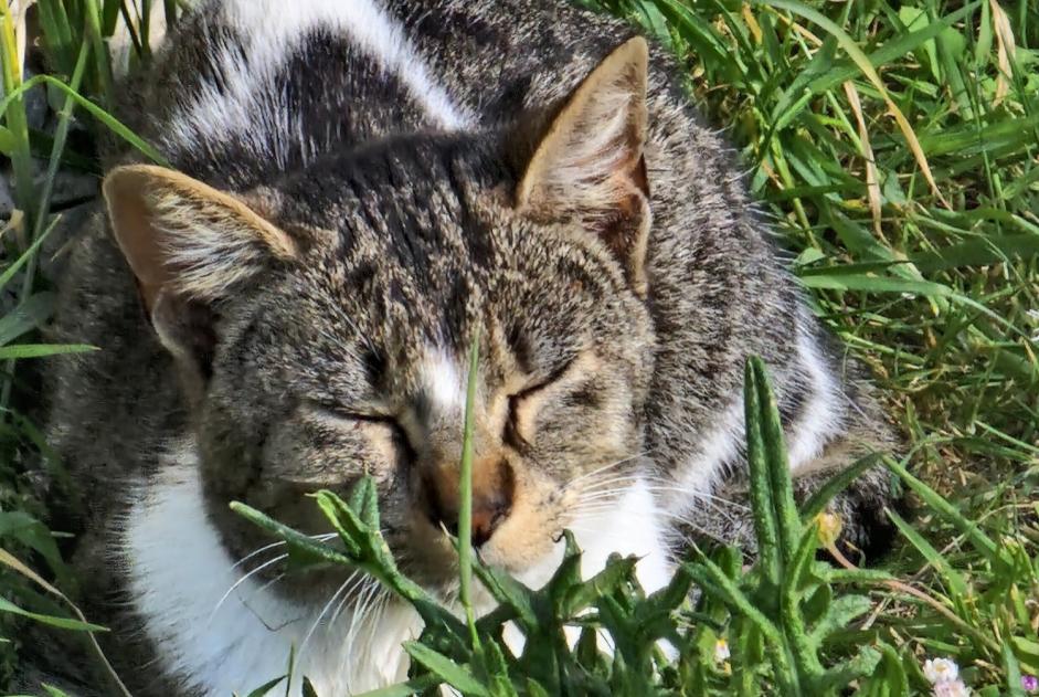 Alerta descoberta Gato Desconhecido Bannost-Villegagnon France
