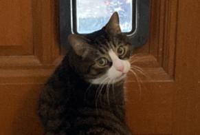 Alerta desaparecimento Gato  Macho , 5 anos Lille France