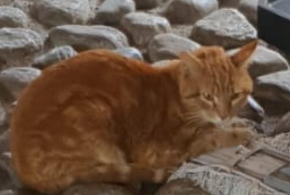 Alerta descoberta Gato Macho Lyon France