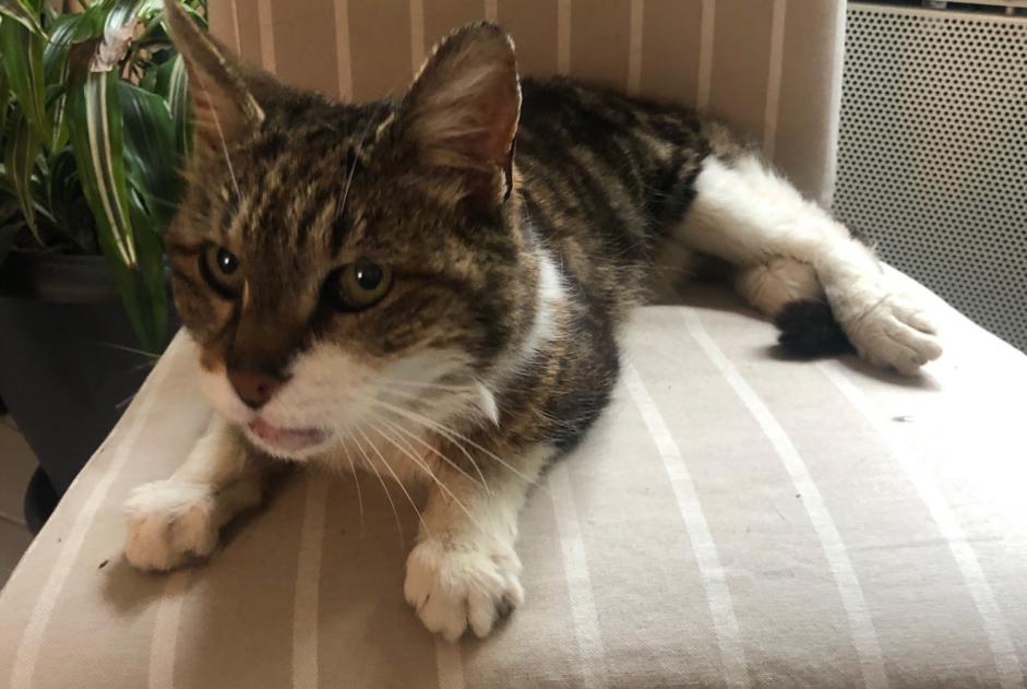 Alerta descoberta Gato Fêmea Vernou-sur-Brenne France