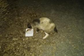 Alerta desaparecimento Gato  Macho , 5 anos Belfort France