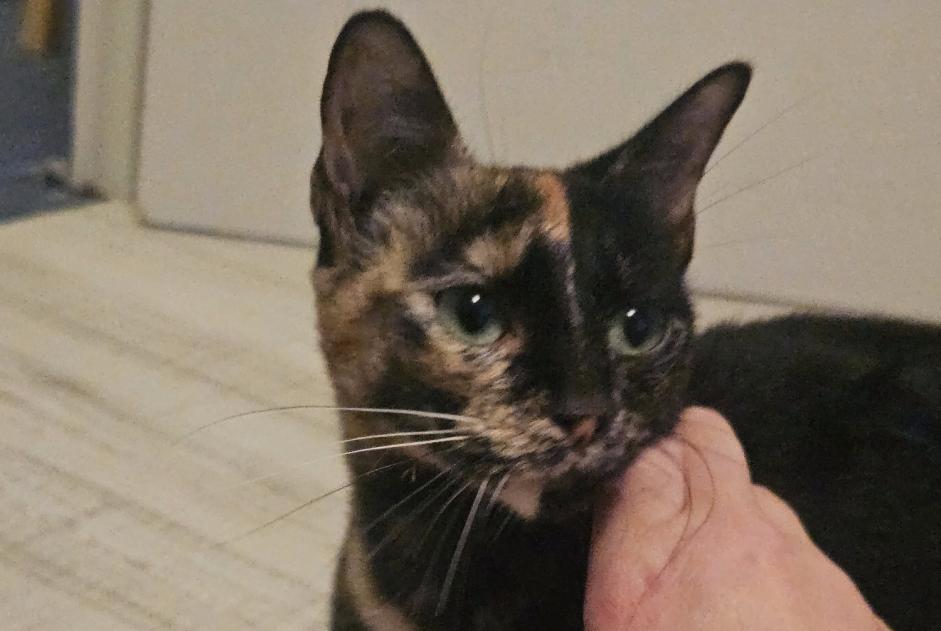 Alerta descoberta Gato Fêmea Préfailles France