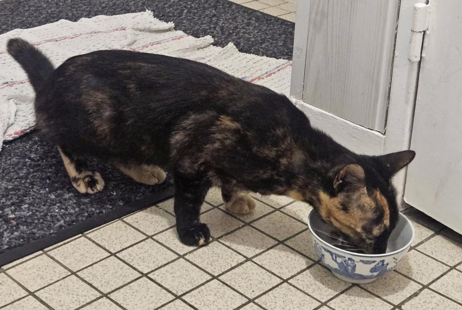 Alerta descoberta Gato Fêmea Préfailles France