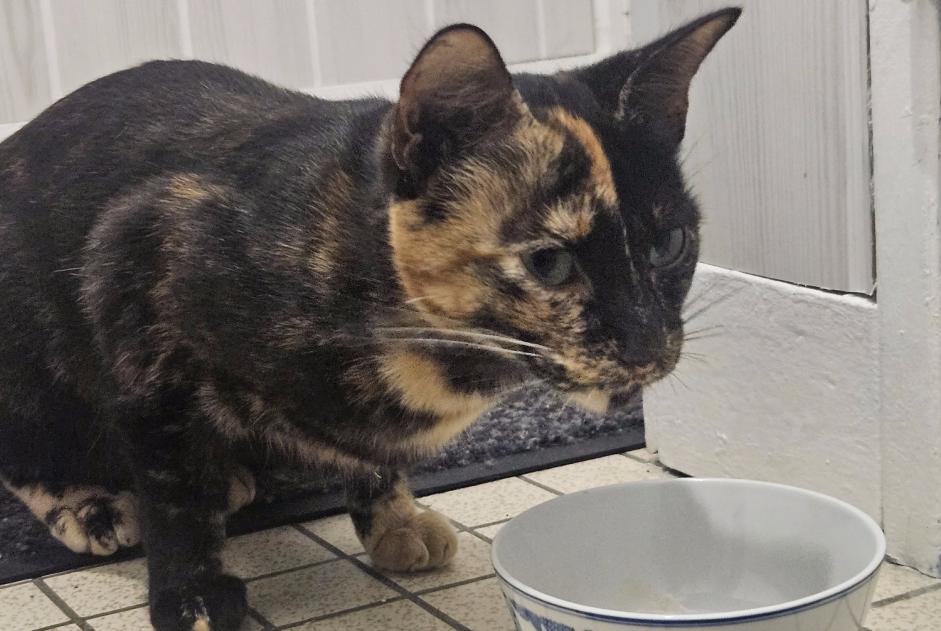 Alerta descoberta Gato Fêmea Préfailles France