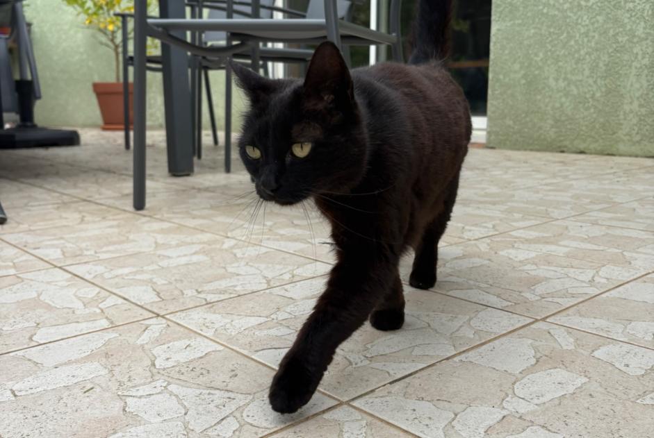 Alerta descoberta Gato Fêmea Dalou France