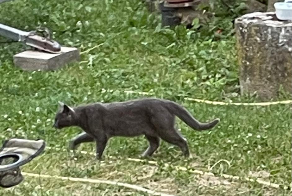 Alerta descoberta Gato Desconhecido Andancette France
