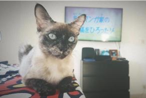 Alerta desaparecimento Gato Fêmea , 5 anos Paris France
