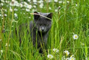 Alerta desaparecimento Gato Fêmea , 6 anos Avesnes-le-Comte France
