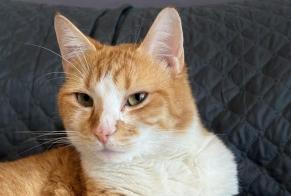 Alerta desaparecimento Gato Macho , 3 anos Wissous France