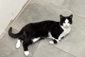 Alerta desaparecimento Gato Macho , 1 anos Thusy France
