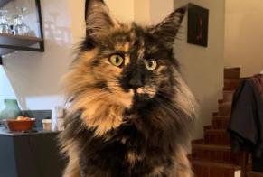 Alerta desaparecimento Gato  Fêmea , 5 anos La Colle-sur-Loup France