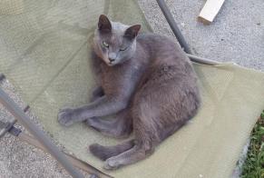 Alerta desaparecimento Gato  Macho , 9 anos La Ville-ès-Nonais France