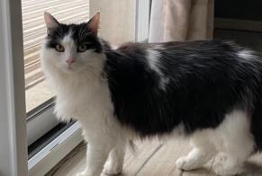 Alerta desaparecimento Gato Fêmea , 13 anos Gueux France