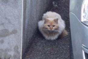 Alerta descoberta Gato Desconhecido Saint-Didier-au-Mont-d'Or France