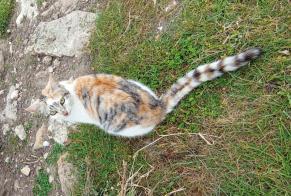 Alerta descoberta Gato Fêmea Meursac France