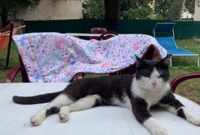 Alerta descoberta Gato Desconhecido Nancy France
