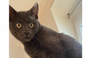 Alerta desaparecimento Gato  Macho , 1 anos Le Chesnay-Rocquencourt France