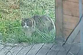 Alerta descoberta Gato Desconhecido Sotteville-lès-Rouen France