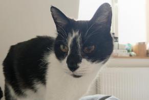 Alerta desaparecimento Gato cruzamento  Macho , 15 anos Hem France