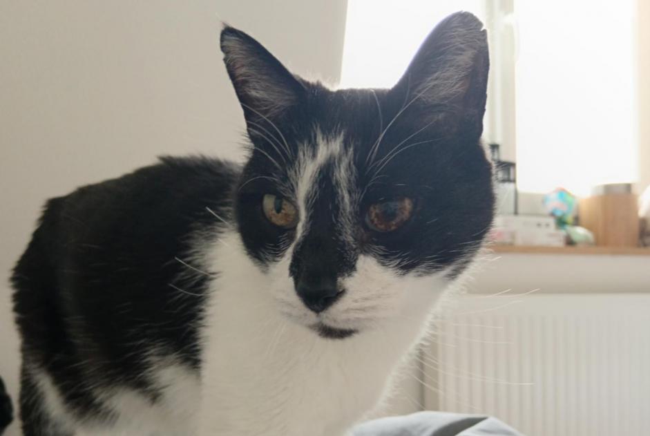Alerta desaparecimento Gato cruzamento  Macho , 15 anos Hem France